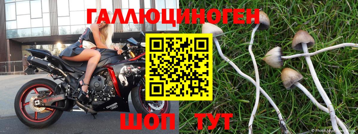 Галлюциногенные грибы Cubensis Полевской